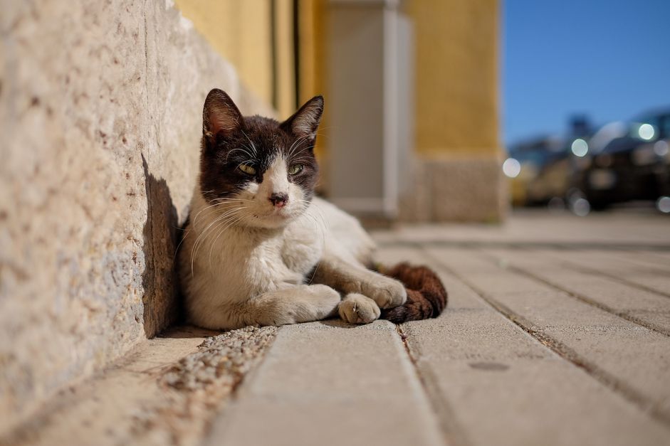 在人行道上的猫