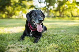 高级黑拉布拉多犬躺在草地上。