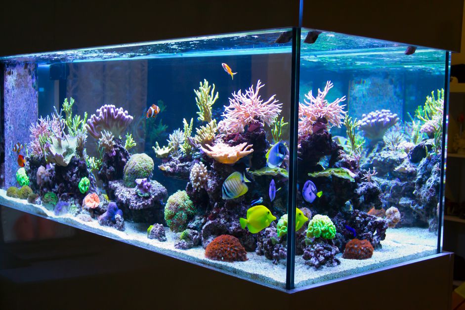 Reef aquarium in the dark