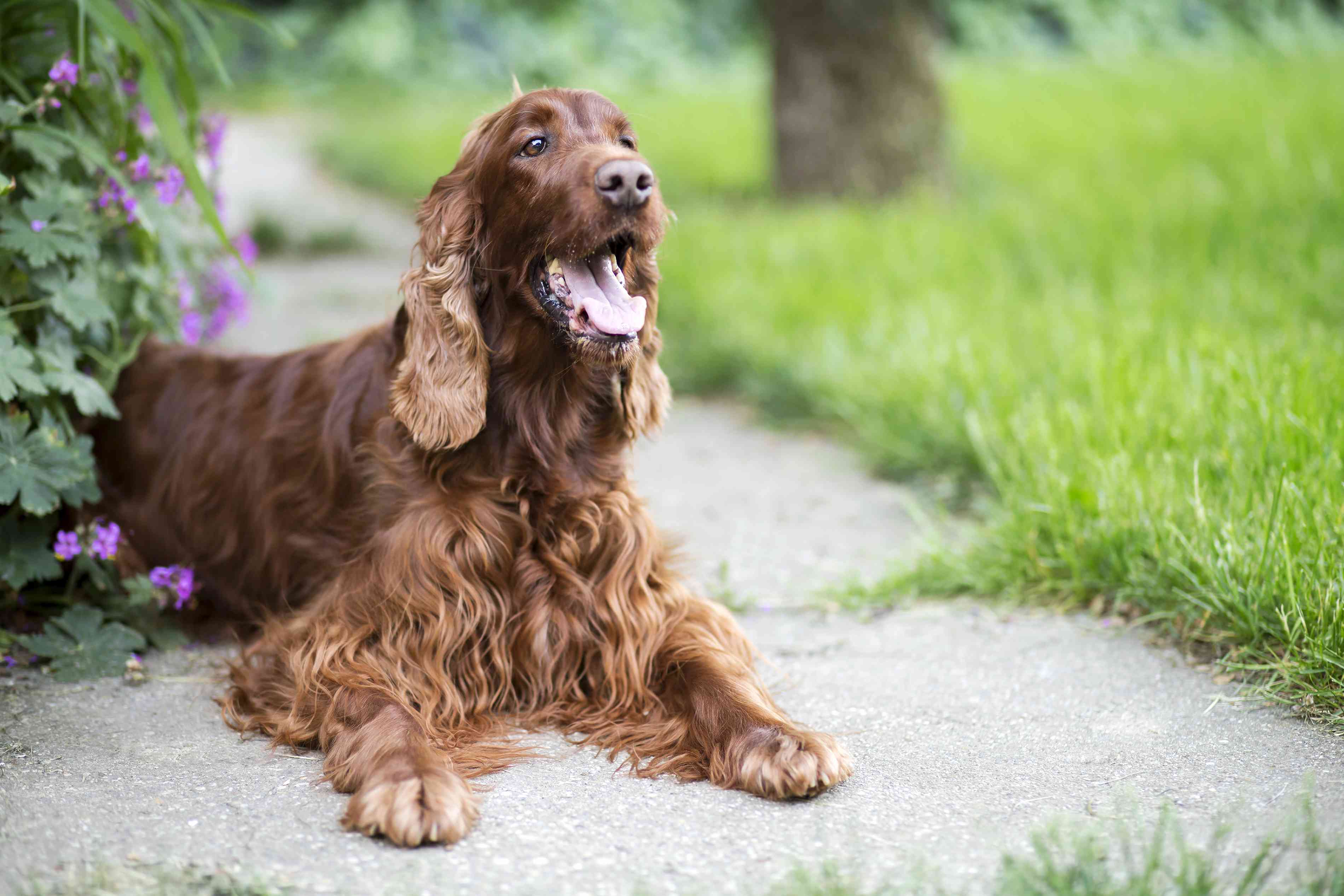 爱尔兰塞特犬坐在路边的草地和紫色的花。