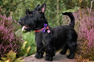 black Scottish terrier standing among plants