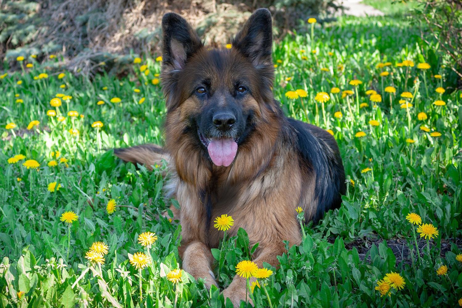 A King Shepherd laying on the grass