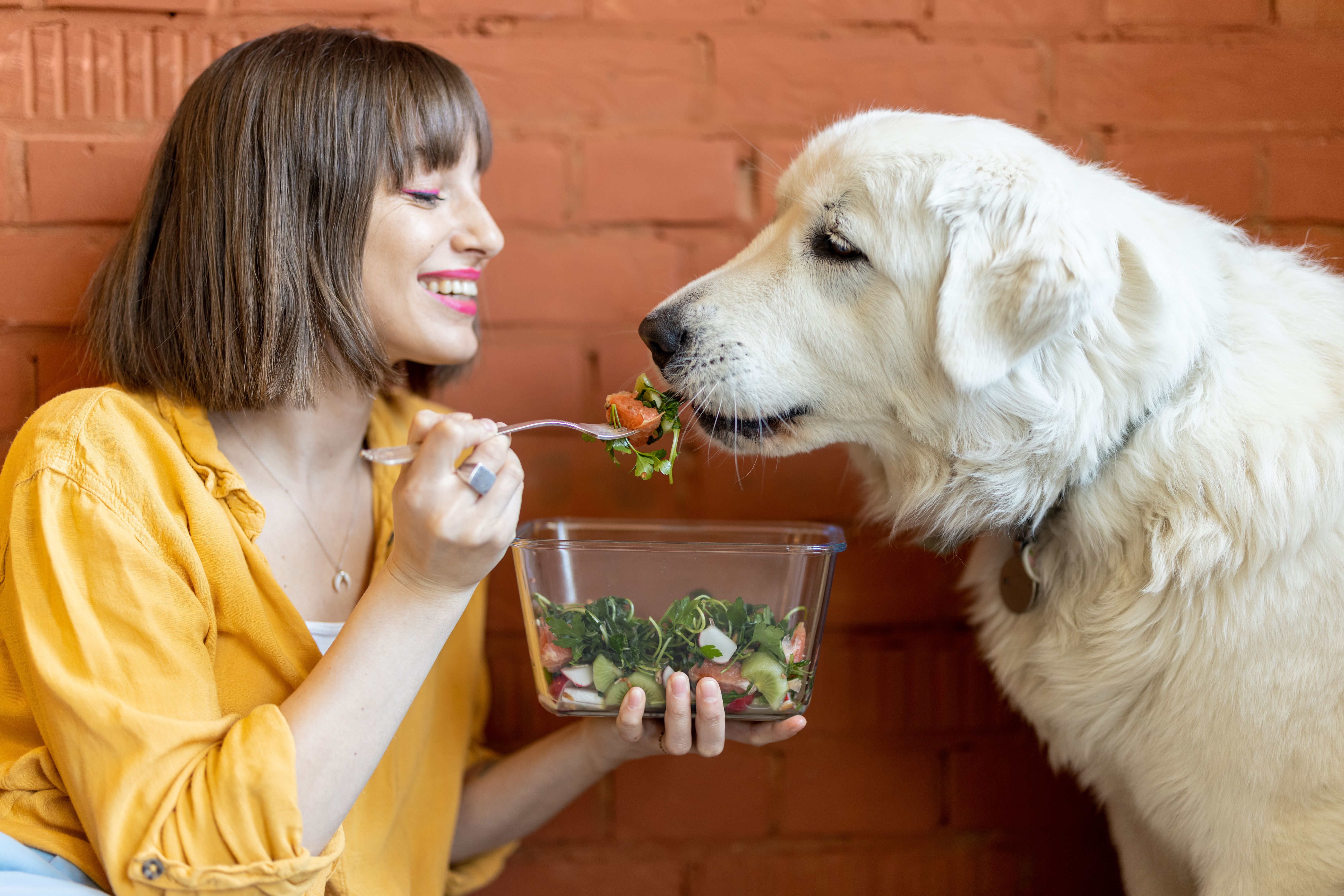 Dog eating lunch