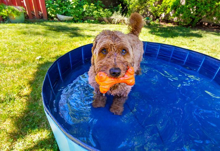 Doodle in dog pool