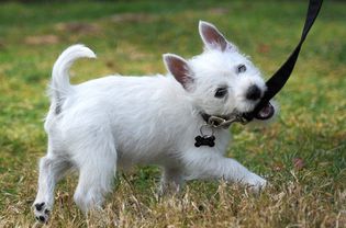 Smart young Westie puppy full of energy tugs on her leash.