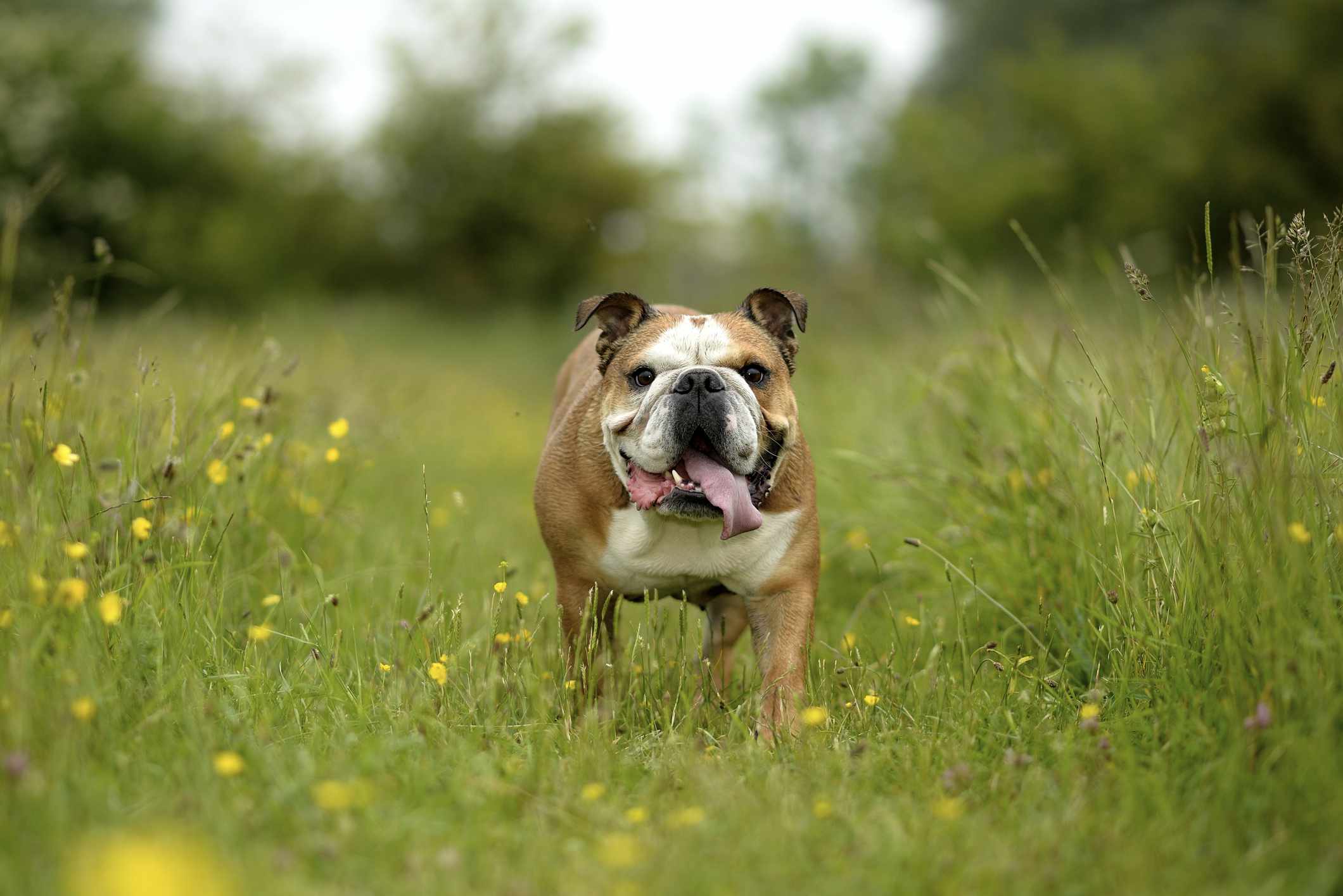 一只棕白相间的英国斗牛犬在田野里微笑