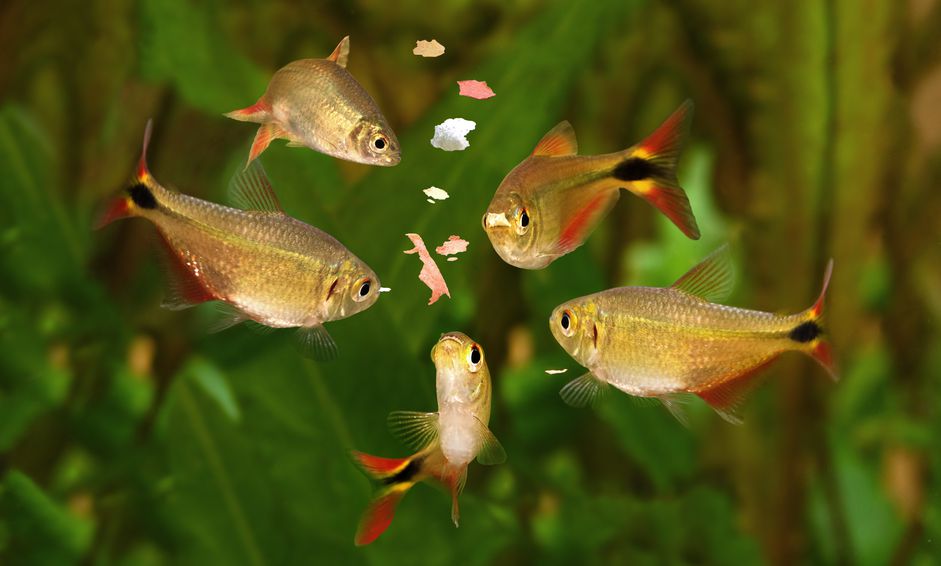 在西班牙水族馆里吃龙虾鱼的食物