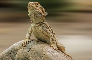 Bearded dragon on a rock.