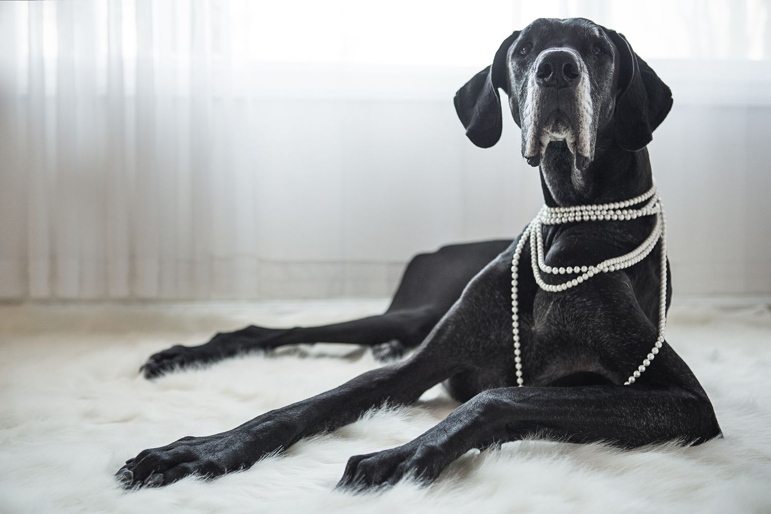 Black Great Dane with white muzzle laying on white carpet with pearl necklaces on.