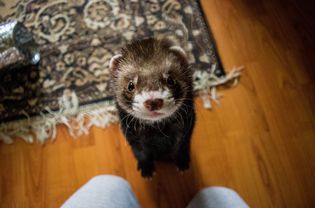 Ferret face close-up