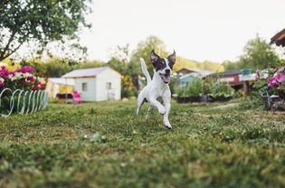 Dog in yard