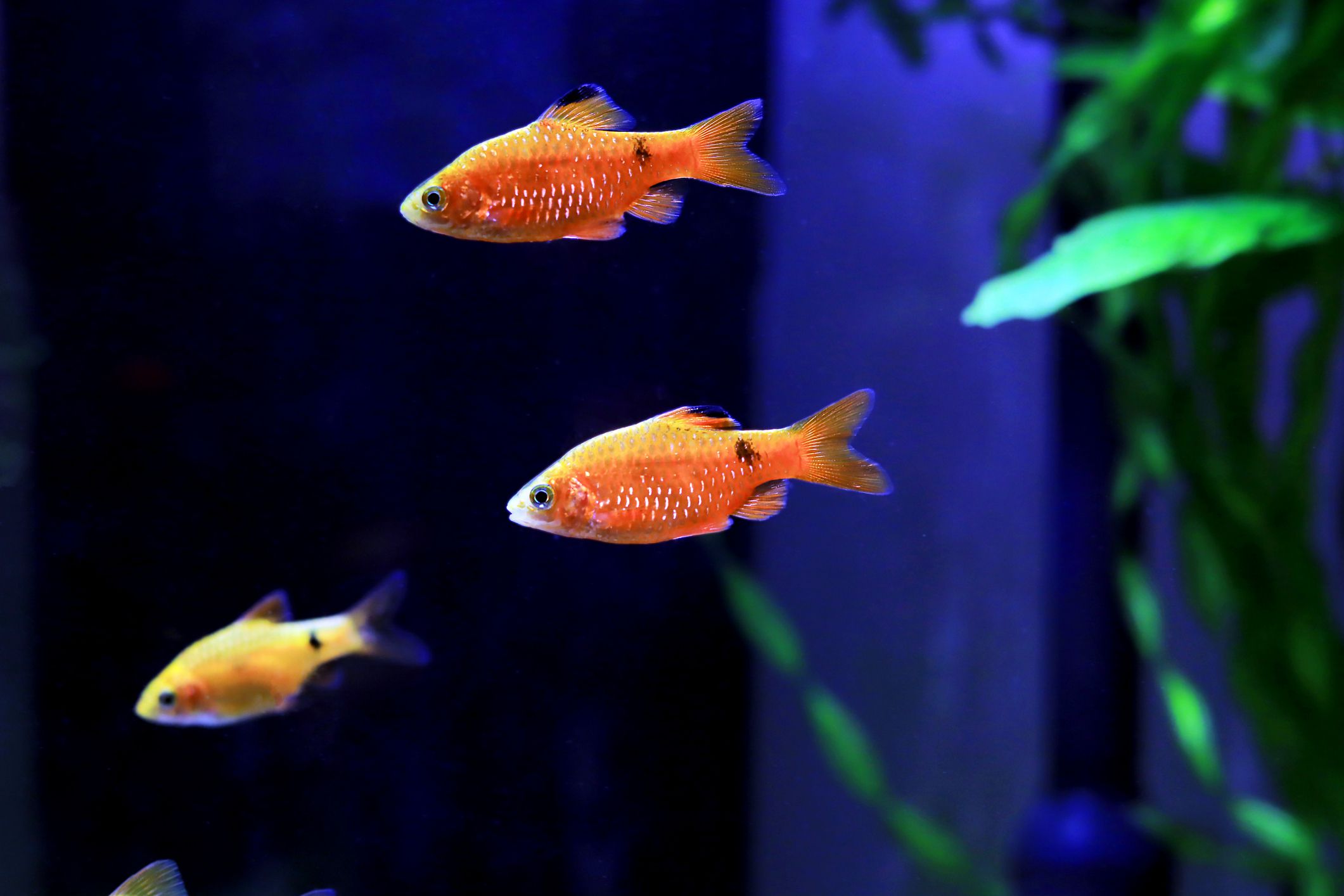 Three rosy barb in planted fish tank