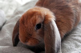 Lop-eared rabbit