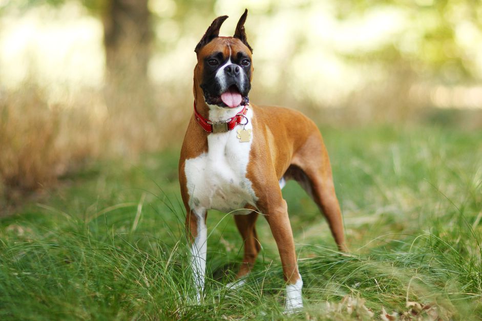 一只拳师犬站在高高的草丛中