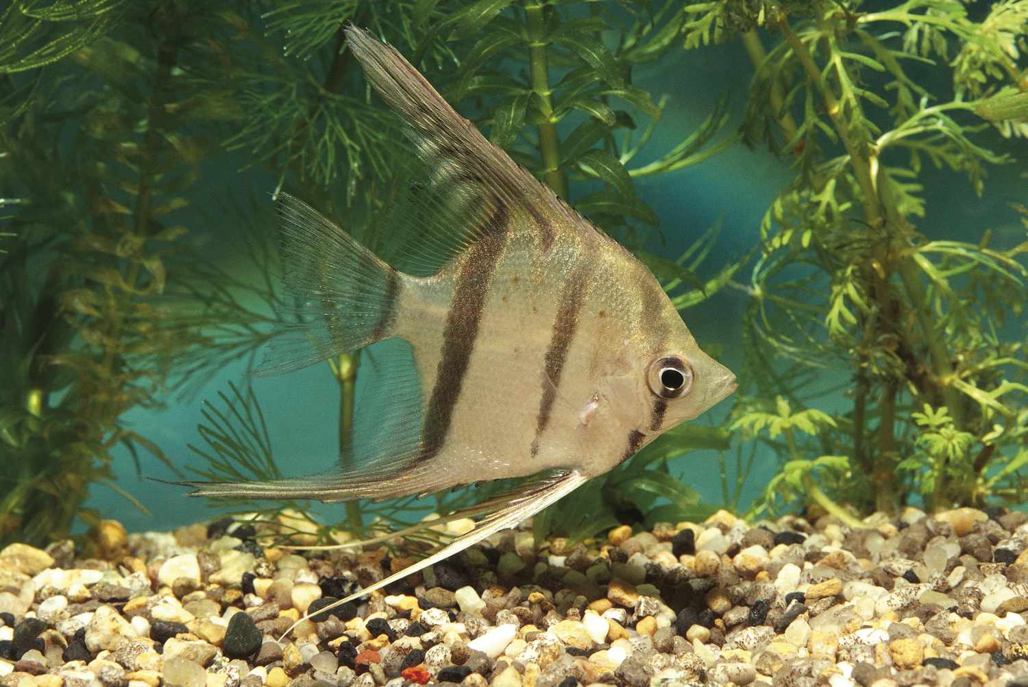 观赏鱼，天使鱼(Pterophyllum altum)