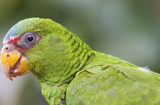 White-fronted Amazon parrot