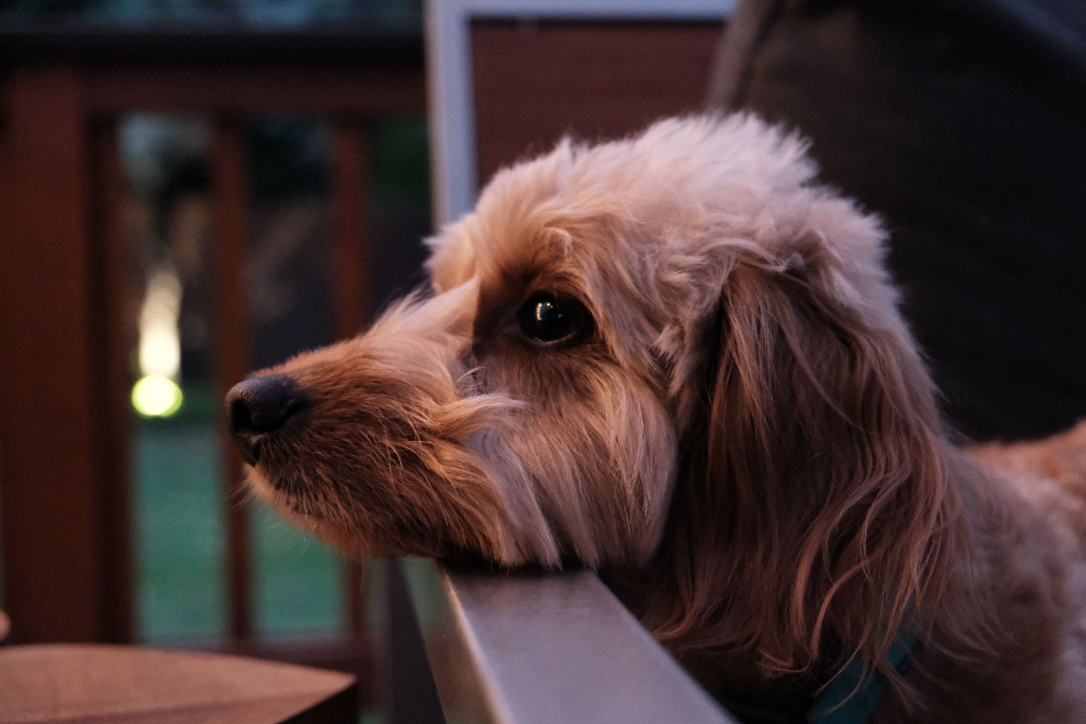 Doxiepoo resting its head and looking off into the distance.