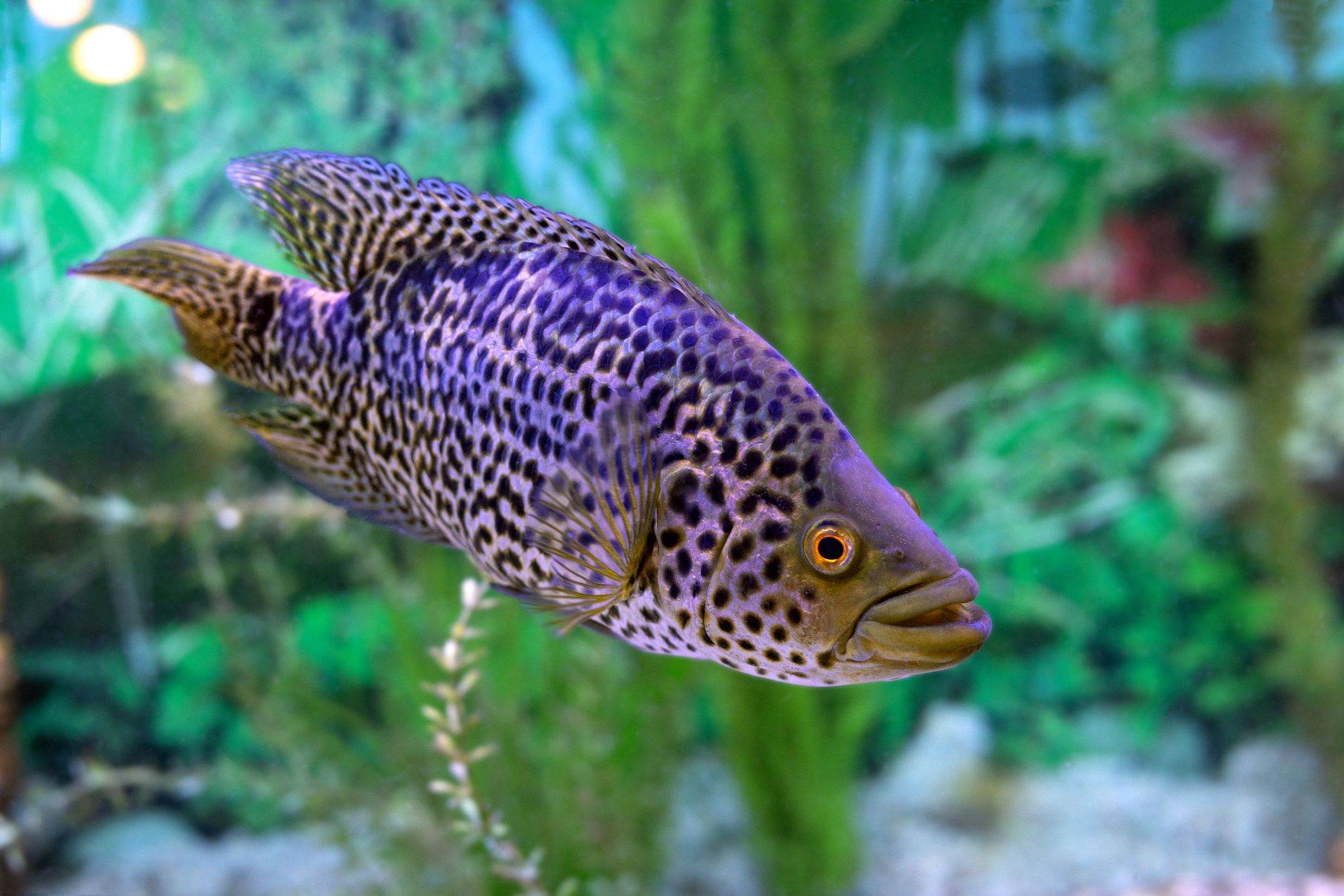 Jaguar cichlid Parachromis managuense in an aquarium tank