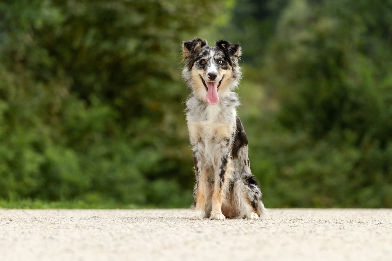 迷你美国牧羊犬坐在那里微笑