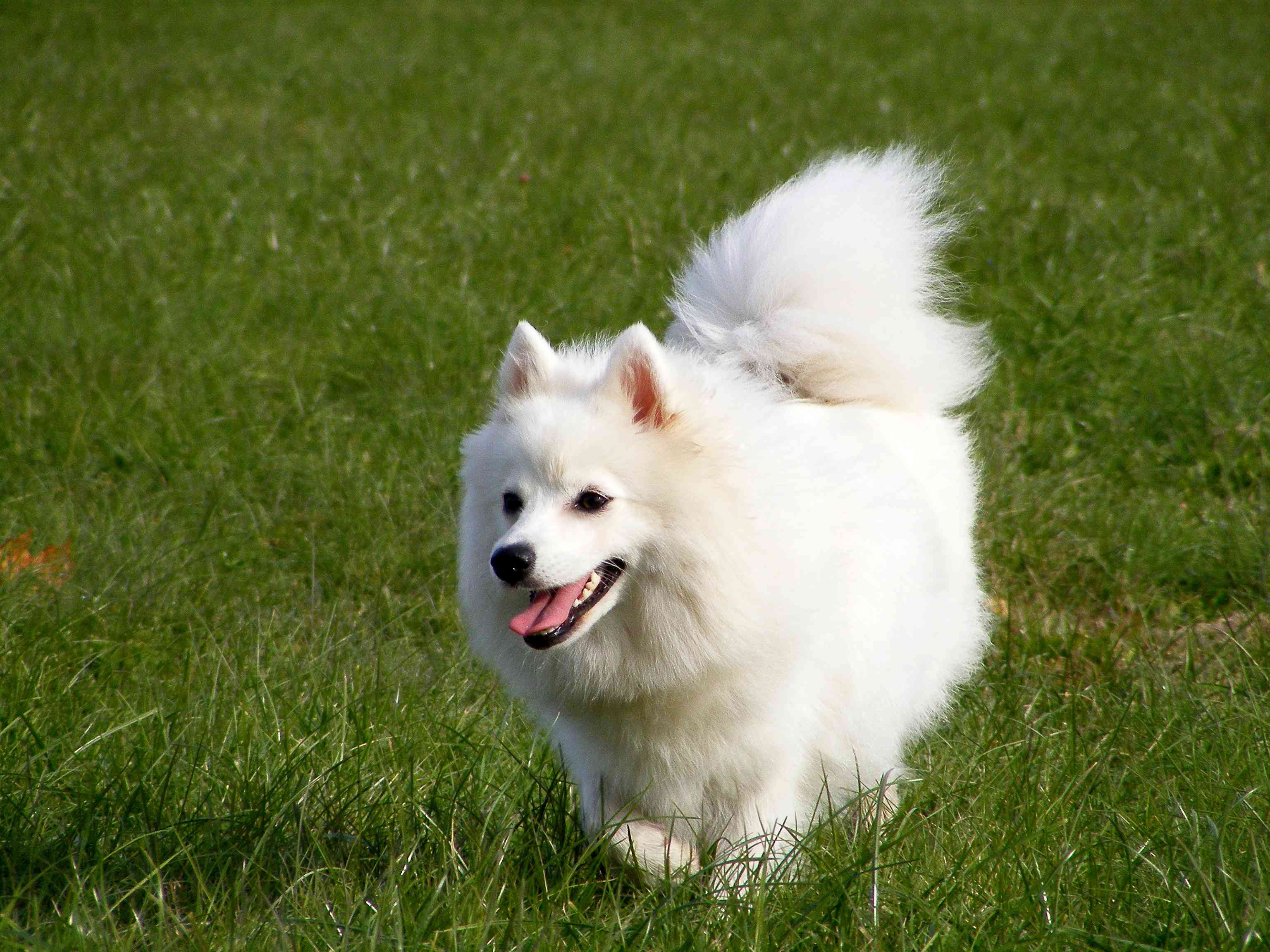 精力充沛的日本猎犬