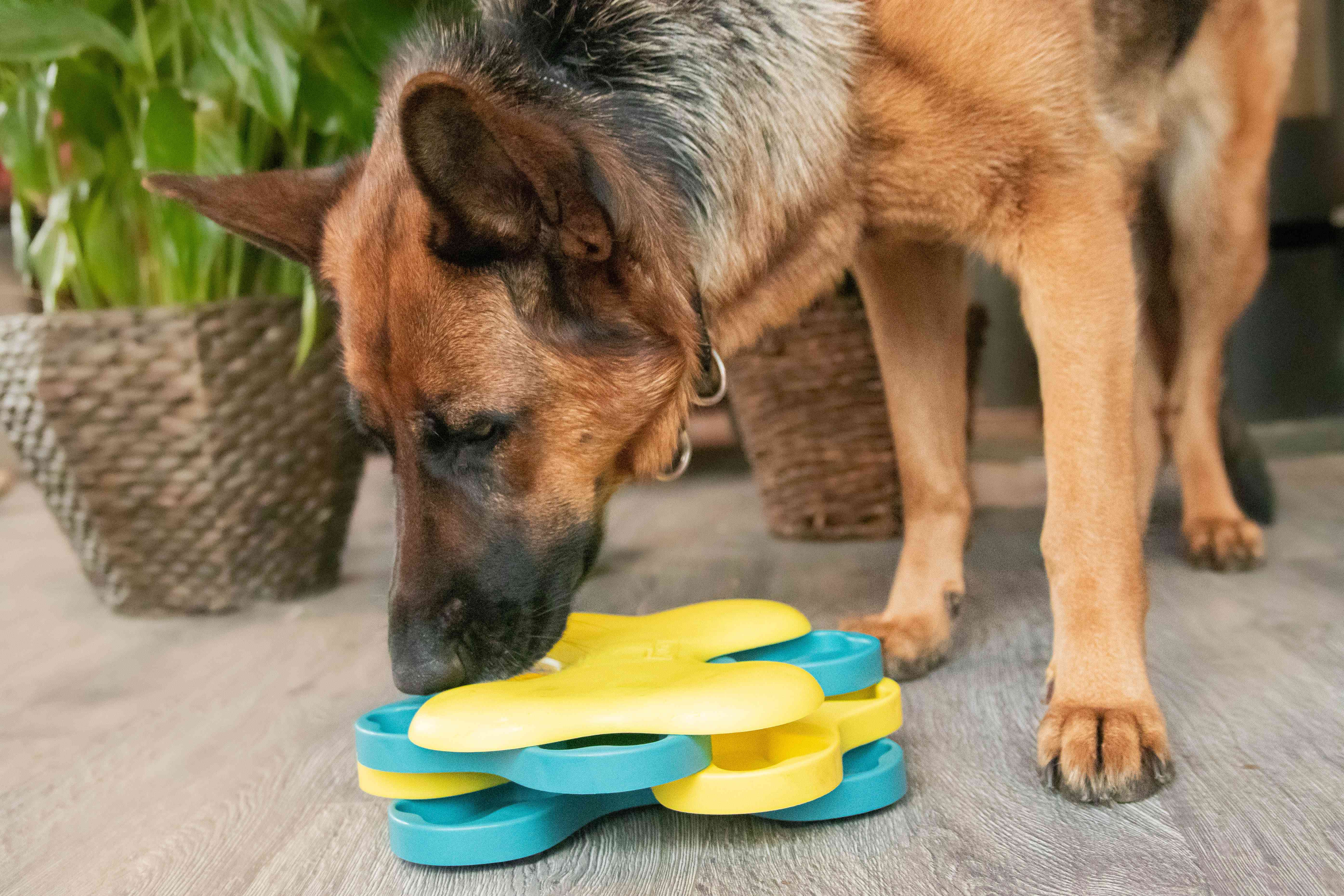 德国牧羊犬和玩具玩具玩具的宠物