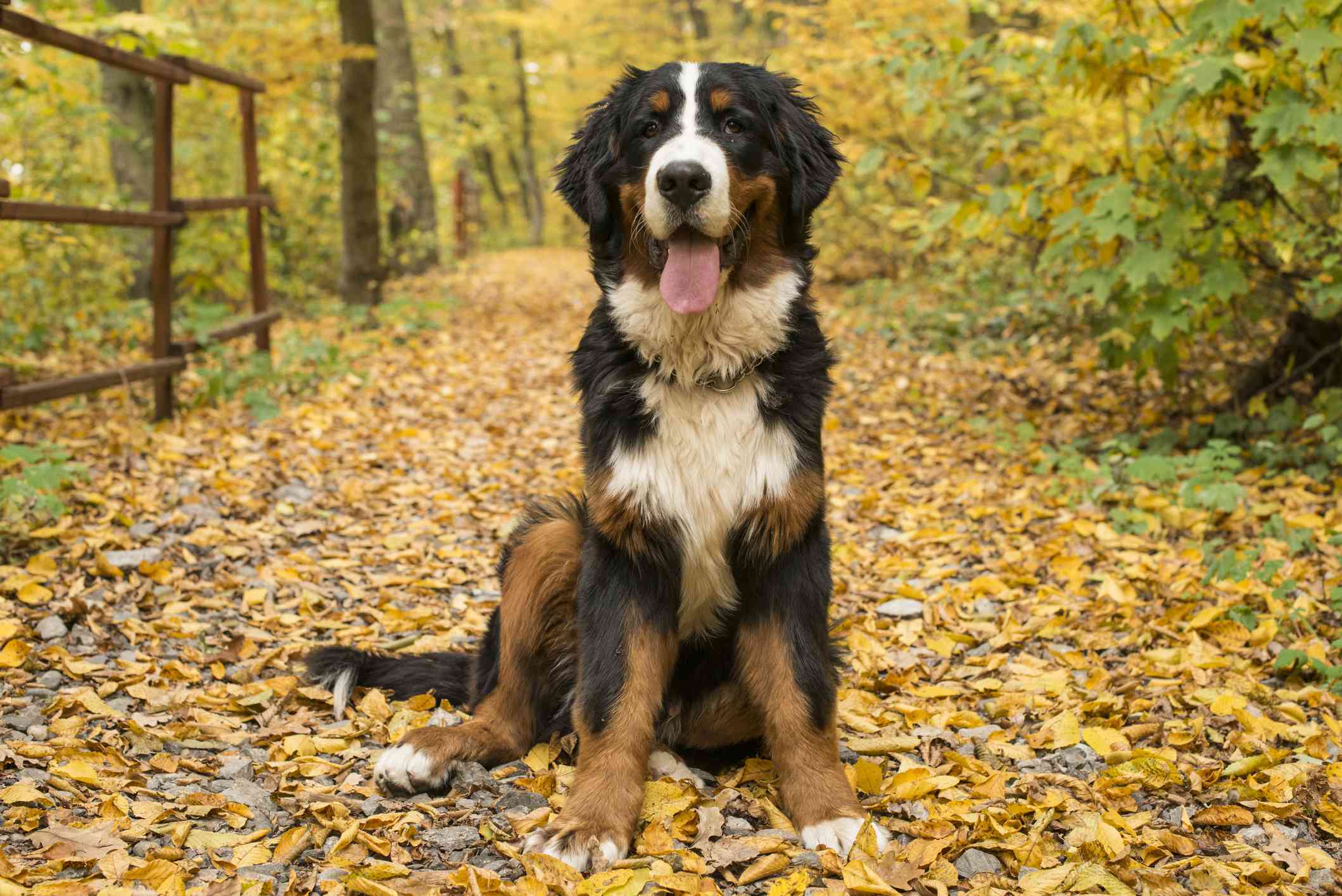 伯尔尼兹山犬