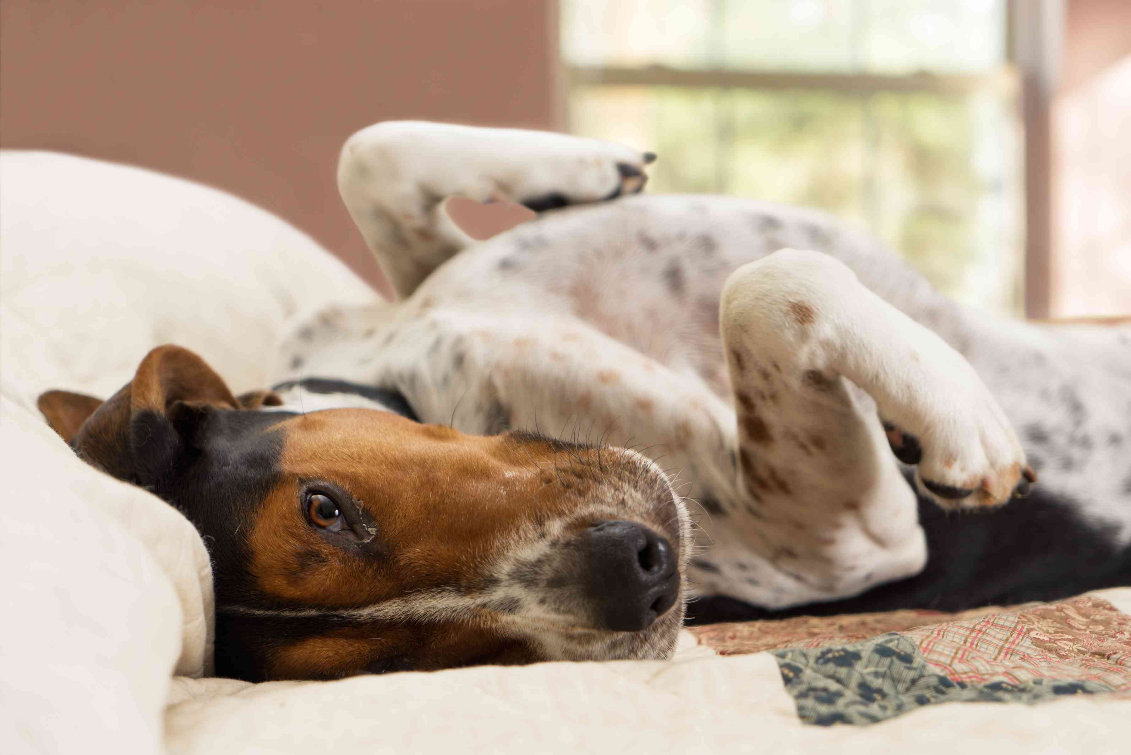 树行者猎浣熊犬倒立在床上