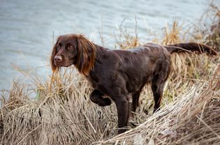 German Longhaired Pointer in tall, dry grass on the shoreline.