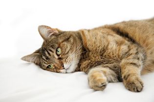 Domestic cat lying on bed