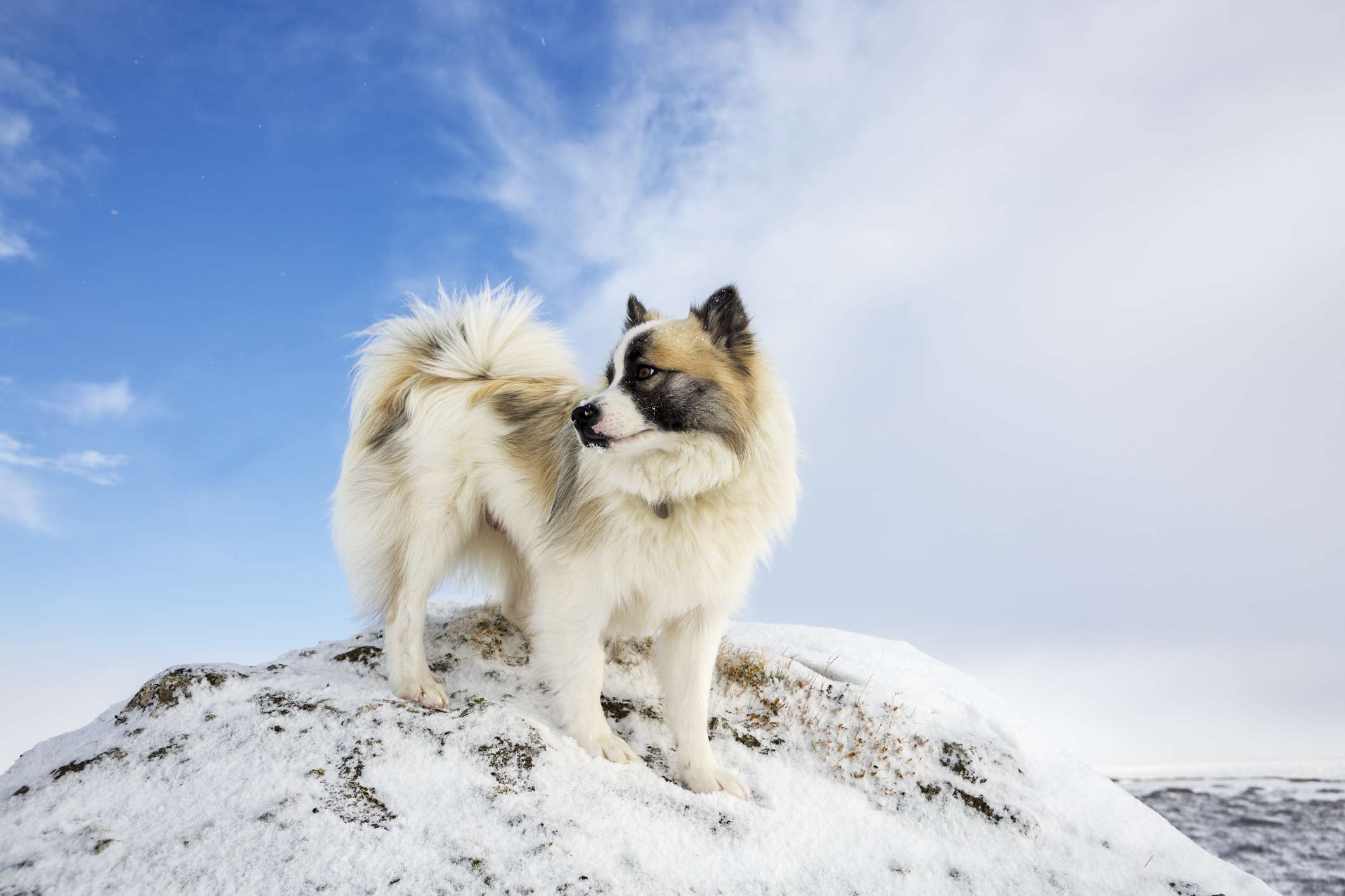 冰岛牧羊犬站在雪峰上