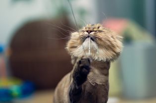 Hair Loss in Cats