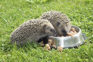 Hedgehogs