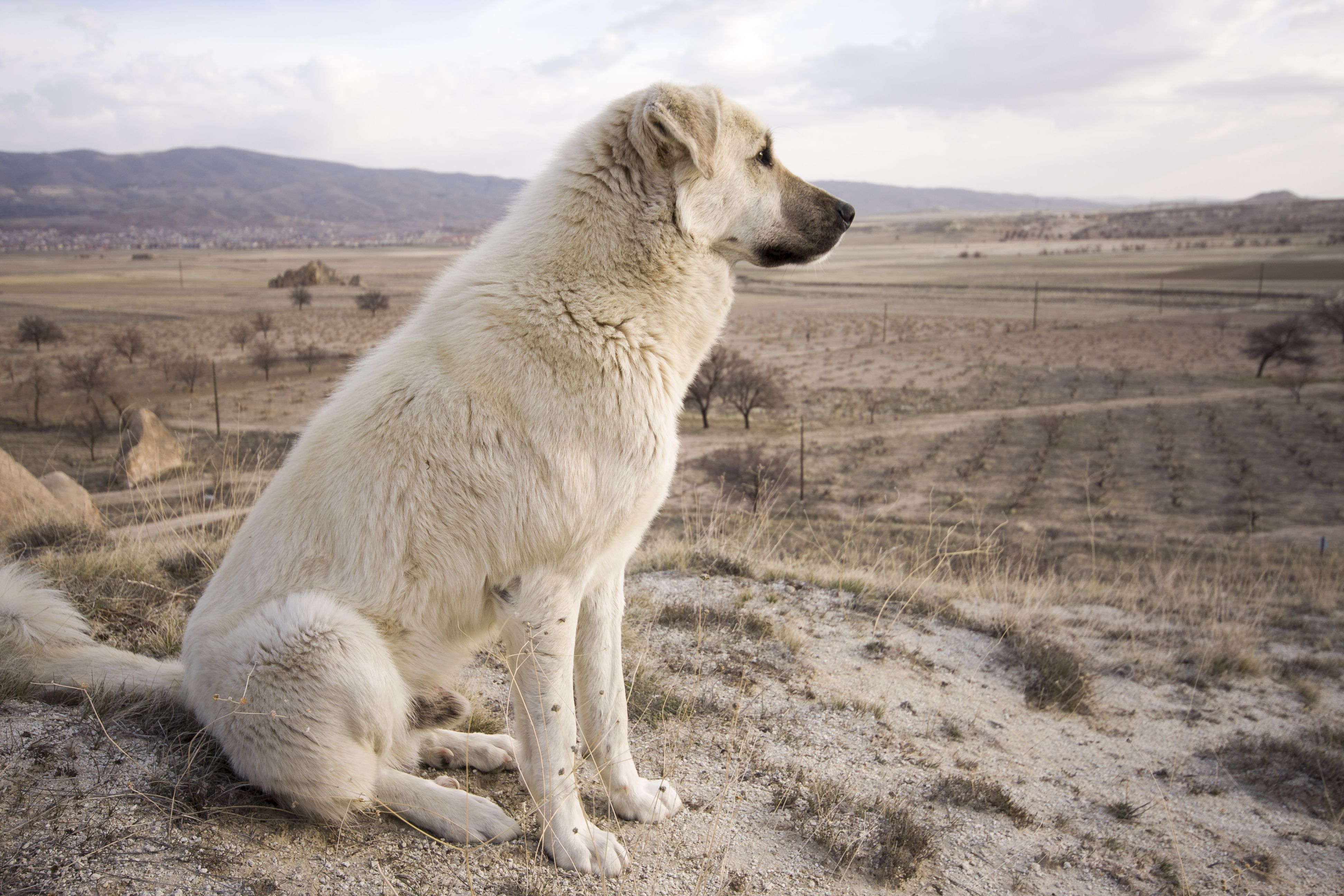 安纳托利亚牧羊犬:犬种特征和护理