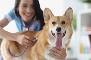 heartworm disease in dogs