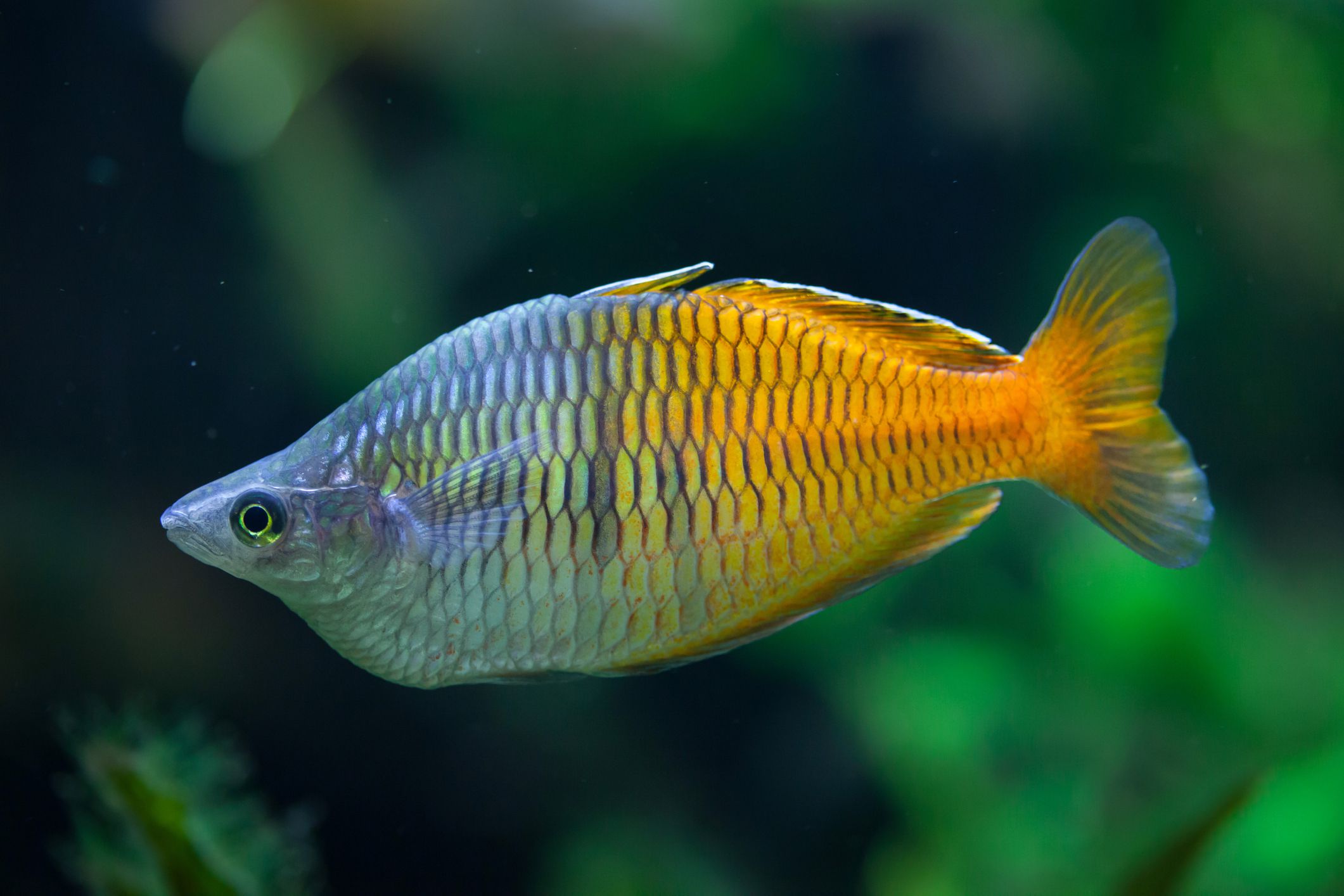 Boesemani rainbowfish in aquarium