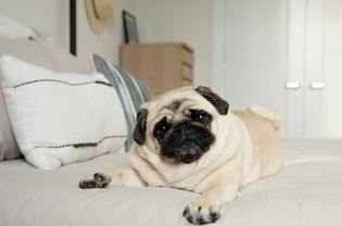 Cream and black colored pug laying on made bed