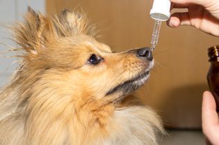 meloxicam for dogs