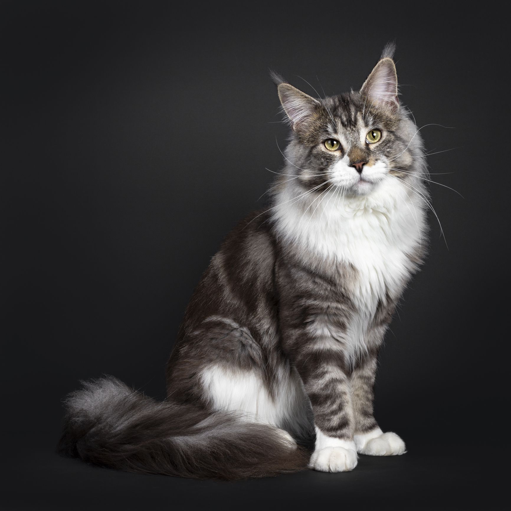 Maine Coon cat