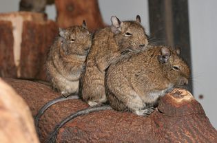 Three degus sitting on a tree stump.