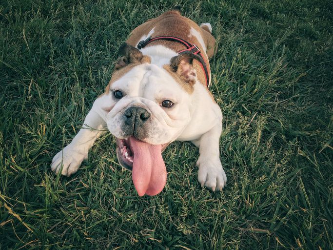 Bulldog lying in grass with tongue out