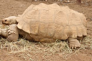 Sulcata tortoise walking on dirt and hay