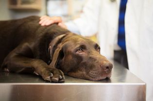 Dog lying on stainless steel exam table.