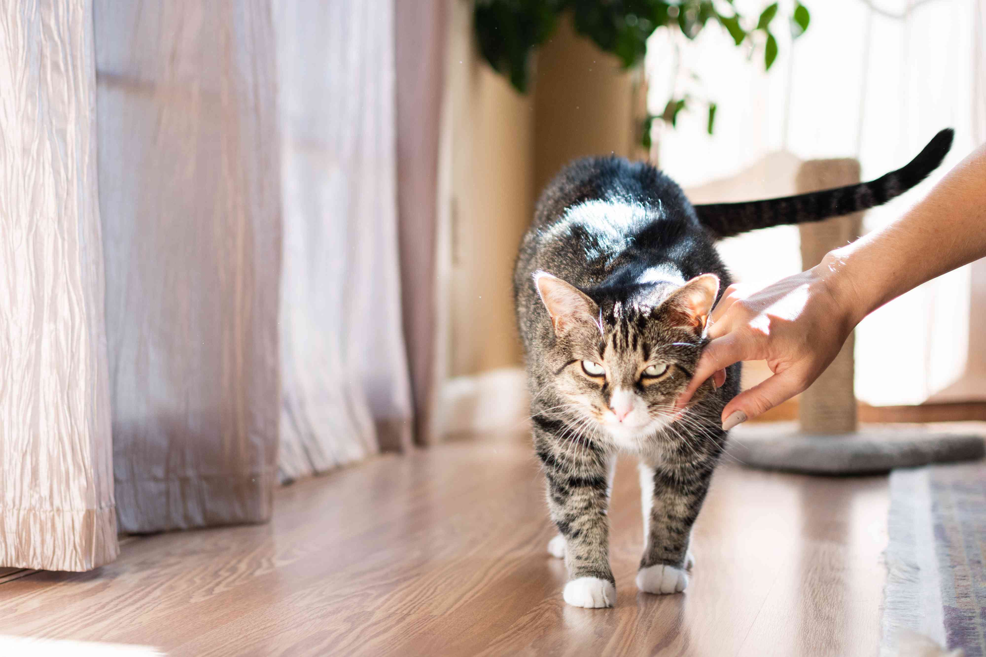 棕色和白色的猫在走路的时候被人摸着耳朵后面