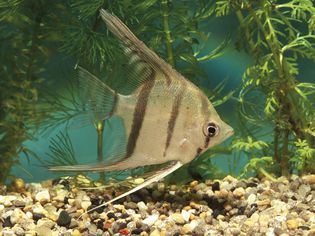 水族鱼类，神仙鱼(Pterophyllum altum)