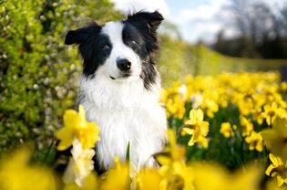 Dog in flower field