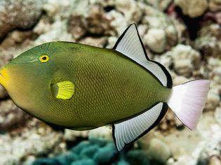 粉尾龙(Melichthys vidua)，科纳附近