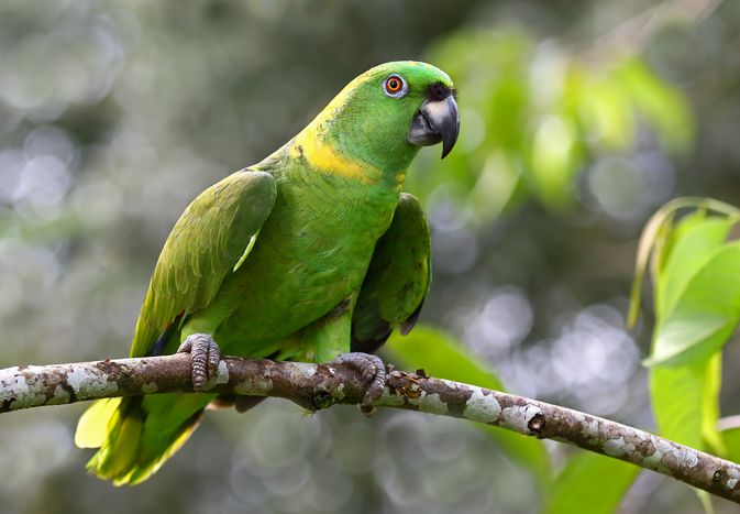 黄午睡鹦鹉(Amazona auropalliata)，哥斯达黎加