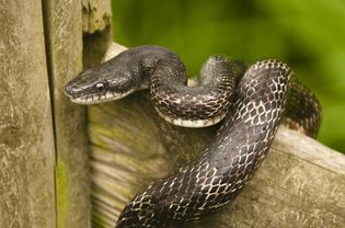 Black rat snake