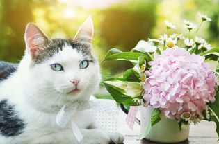 cat and hydrangea flower