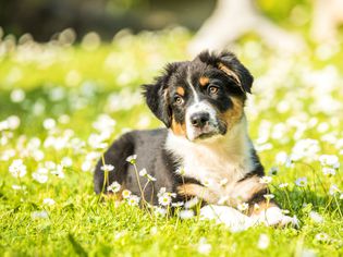 一只澳大利亚牧羊犬小狗躺在花丛中